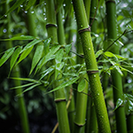bamboo
