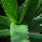 aloe_vera