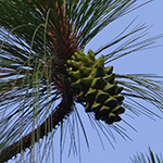 himalayan_pine