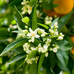neroli