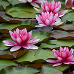 water_lily