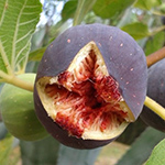 wild_fig